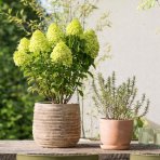 Hortenzia metlinatá (Hydrangea paniculata) ´MAGICAL LIME SPARKLE®´ - výška 20-30 cm, kont. C1,5L